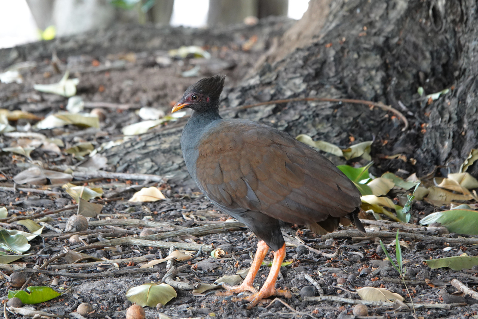 image Orange-footed Scrubfowl